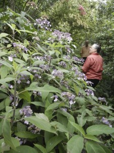 Charles and Frieda at Adsworthy Garden